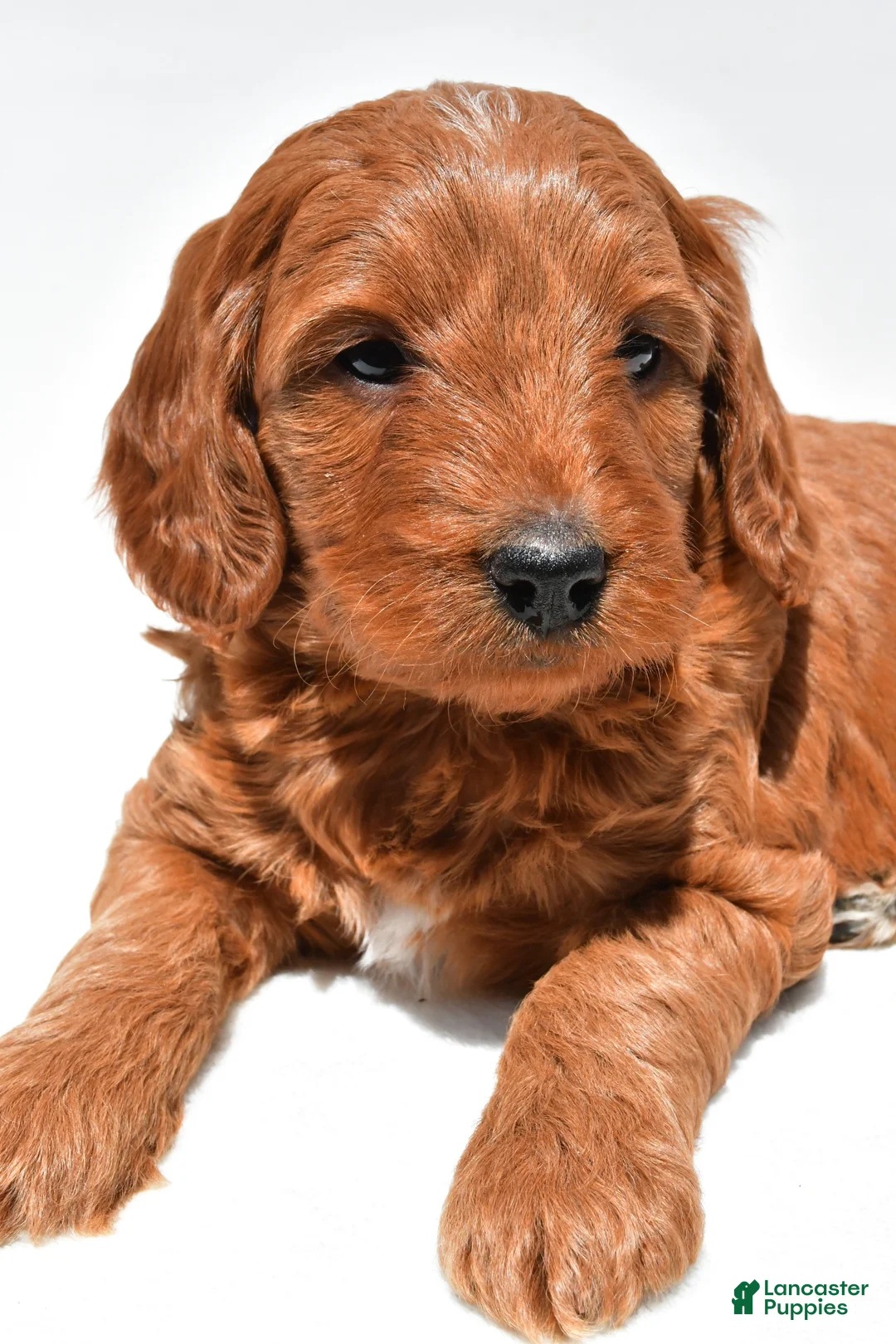 Mini Goldendoodle dogs for sale: Ellie - Ad 2