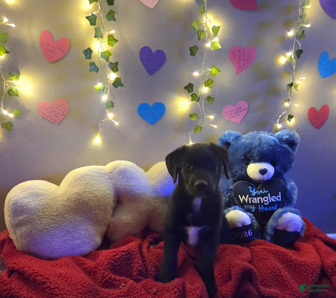 Mixed Breed dogs for sale: Baby Blue - Ad 5