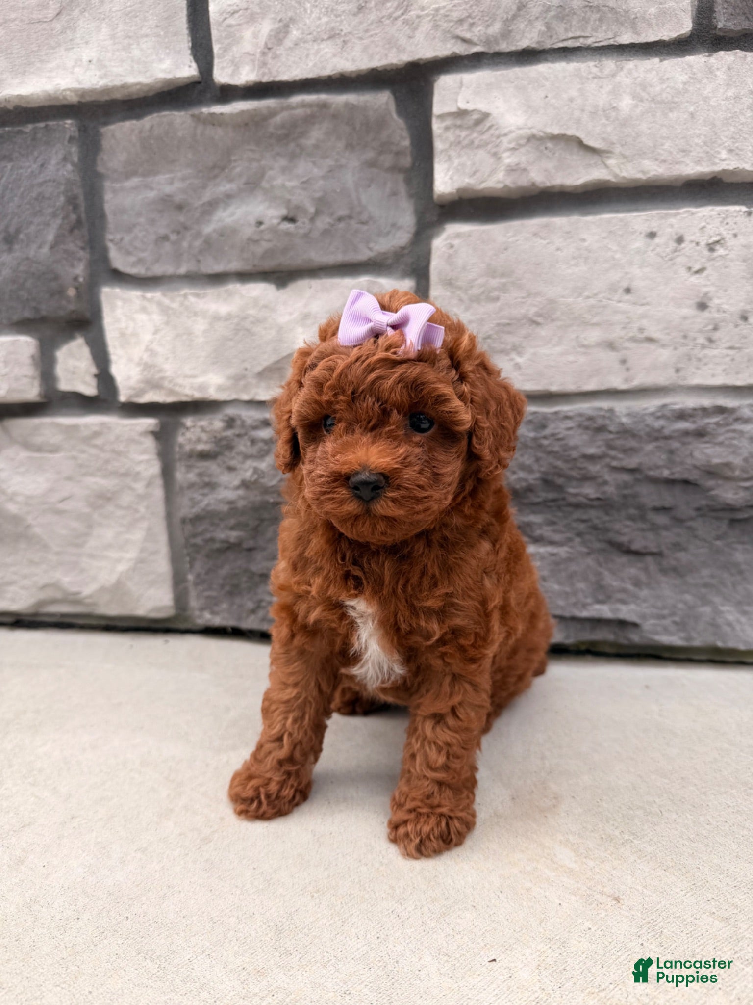Toy Poodle dogs DIVA - Ad 2