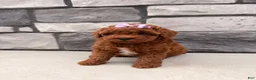 Toy Poodle dogs for sale: DIVA - Ad 3