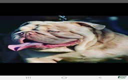 Old English Sheepdog dogs for stud: Skydrives Yoshi - Image 12