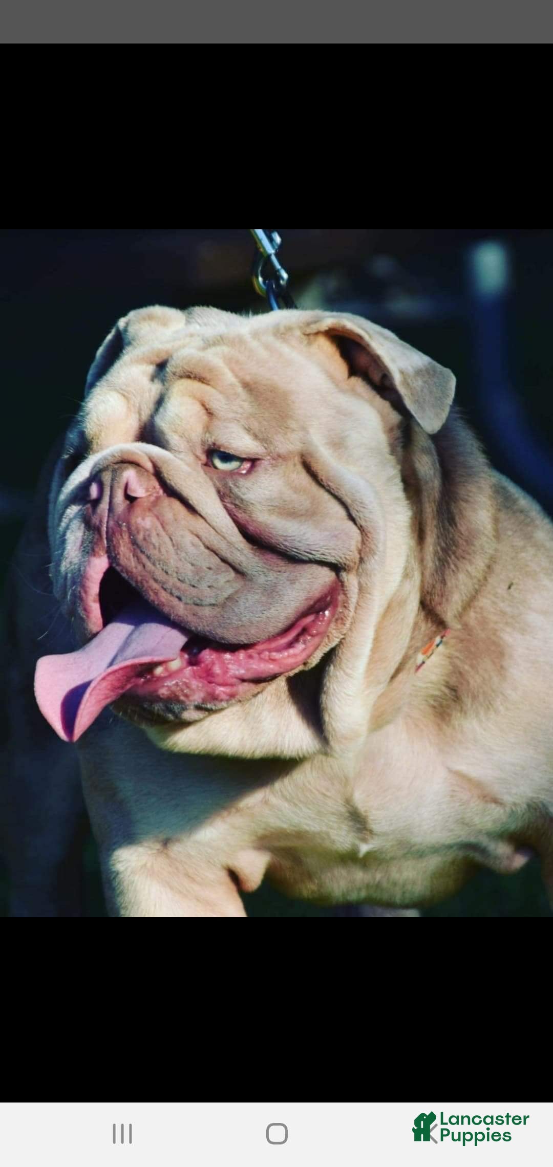 Old English Sheepdog dogs for stud: Skydrives Yoshi - Image 12