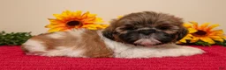 Shih Tzu dogs for sale: Timmy - Ad 2