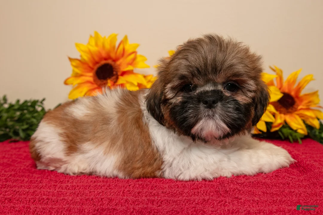 Shih Tzu dogs for sale: Timmy - Ad 2