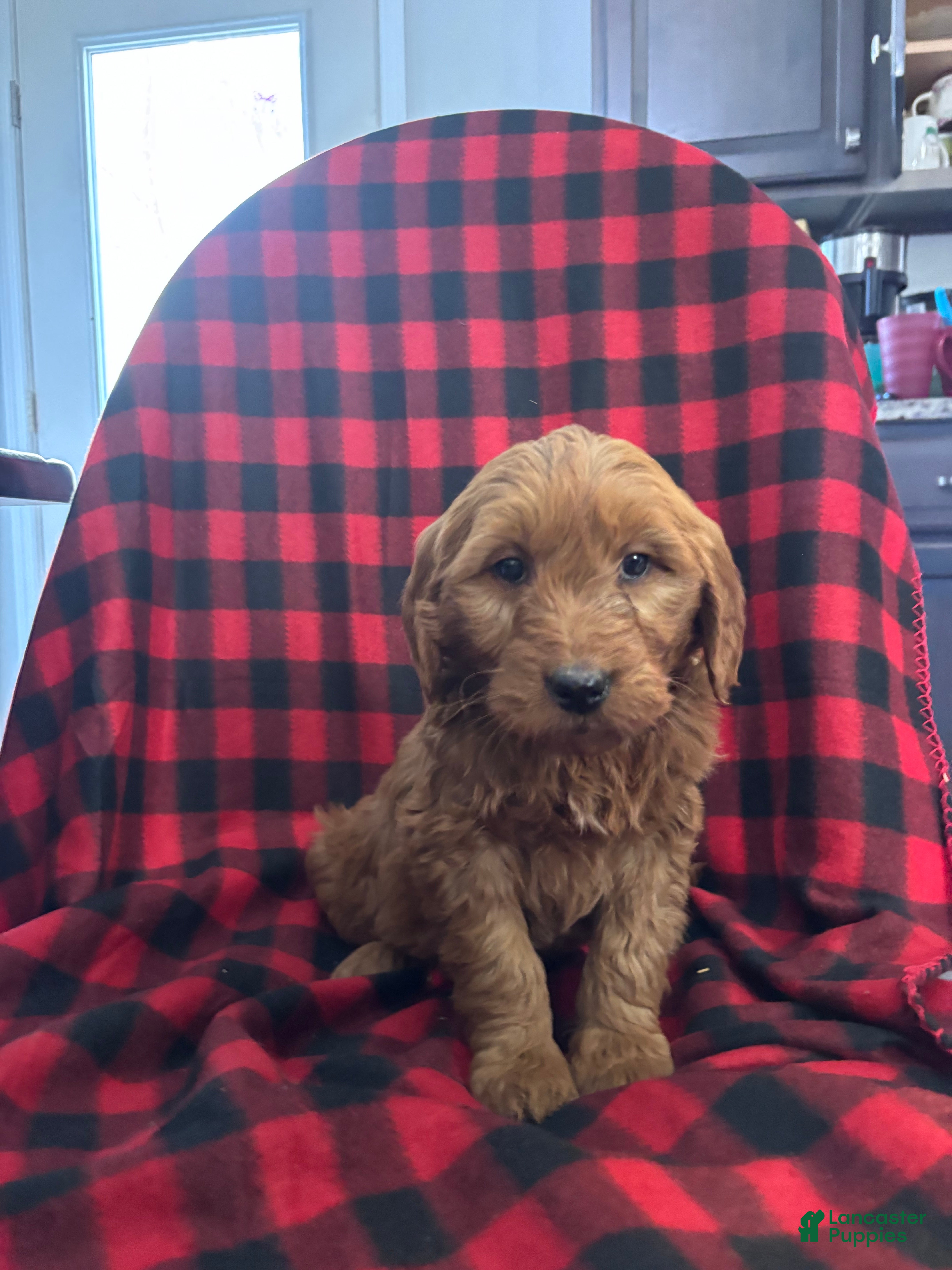 Goldendoodle dogs Cupcake  - Ad 36