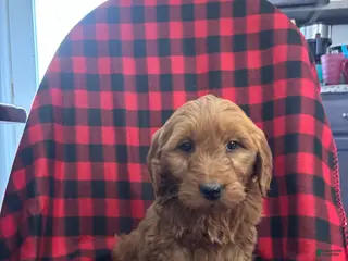 Goldendoodle dogs Cupcake - Ad 36