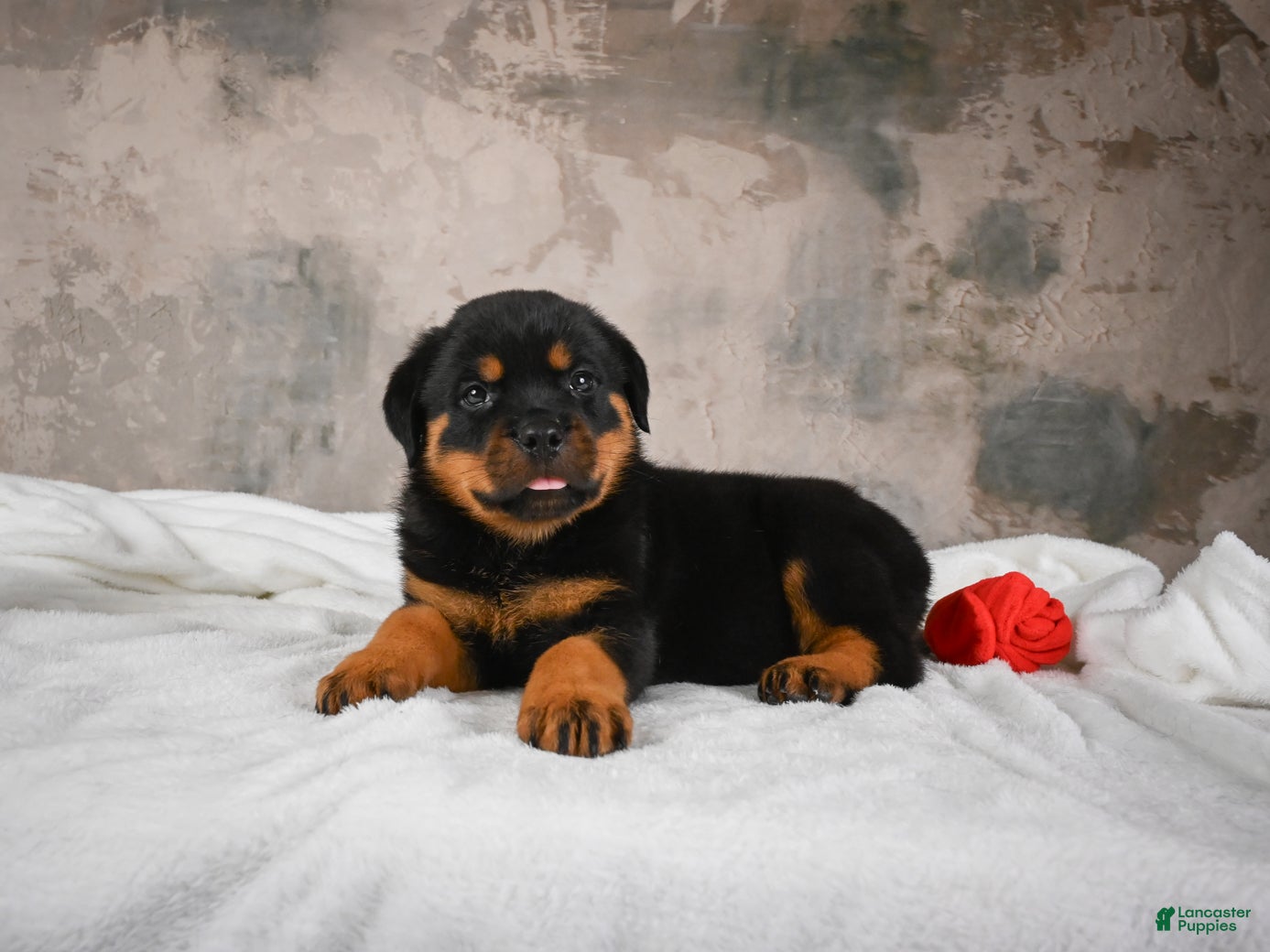 Rottweiler dogs  Sasha 🐾 - Ad 2