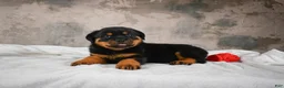 Rottweiler dogs for sale:  Sasha 🐾 - Ad 3