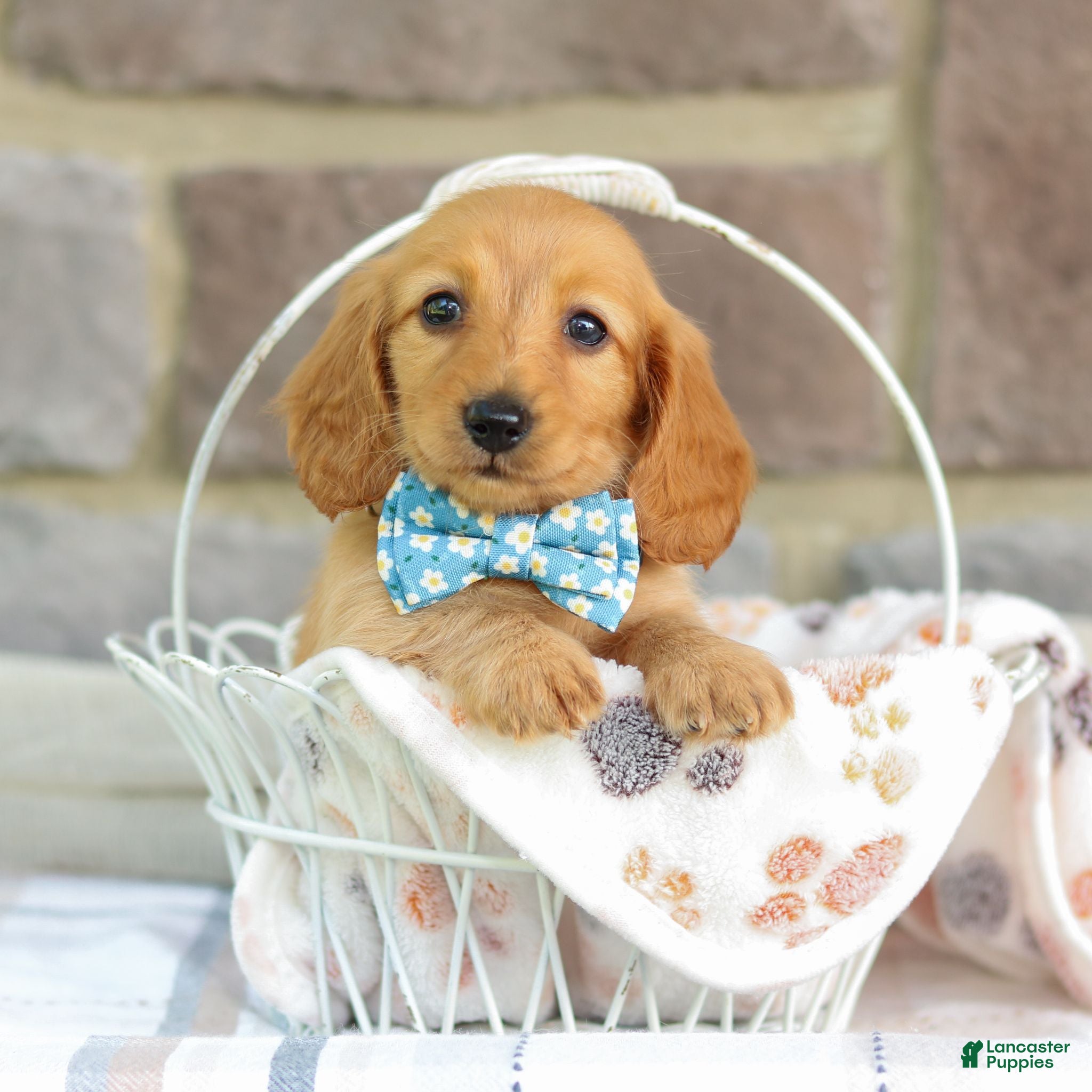 Miniature Dachshund dogs Olivia  - Ad 1