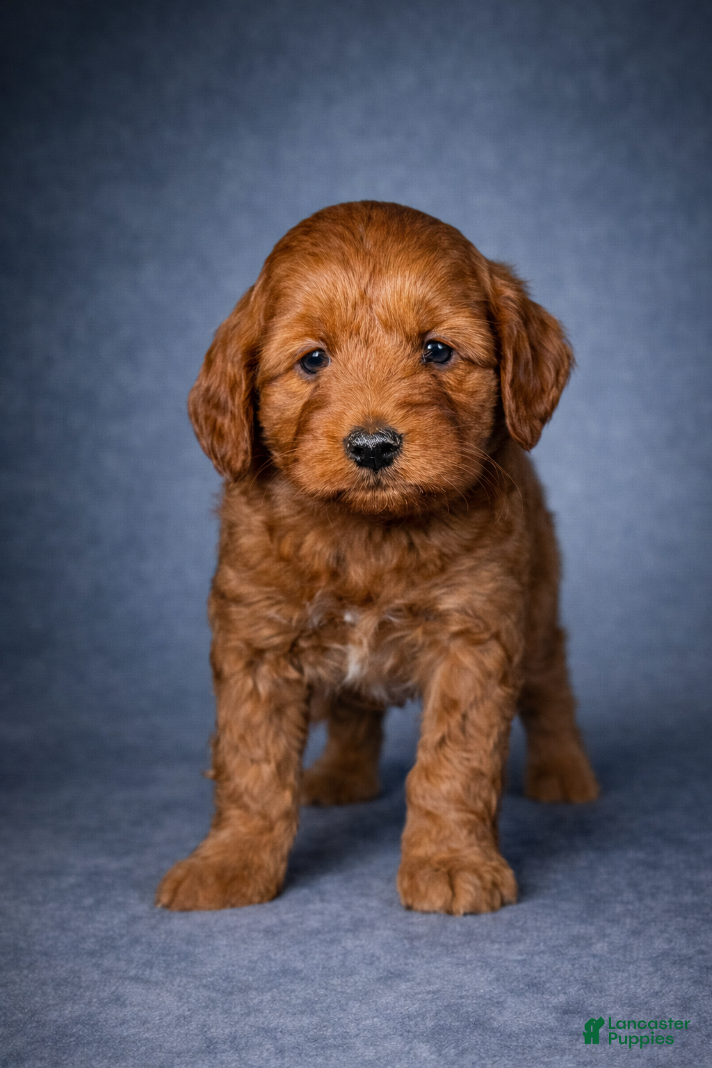 Mini Goldendoodle dogs Dash - Ad 1