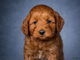 Mini Goldendoodle dogs for sale: Dash - Ad 1