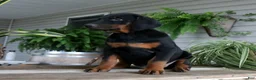 Doberman Pinscher dogs for sale: Waverly - Ad 4