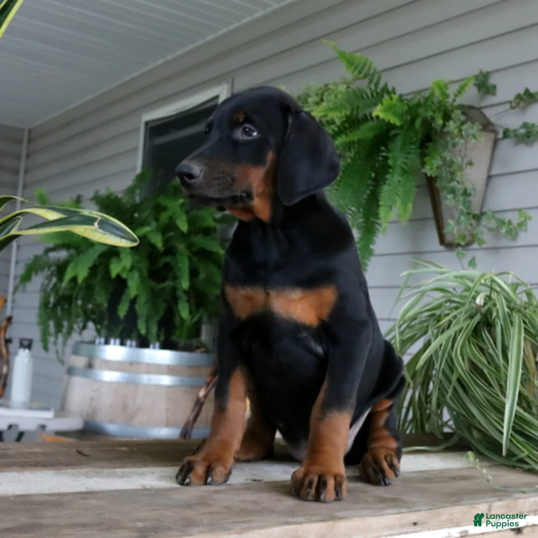 Doberman Pinscher dogs for sale: Waverly - Ad 4