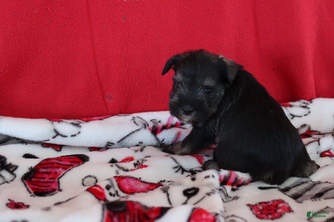 Miniature Schnauzer dogs for sale: tammy - Ad 4