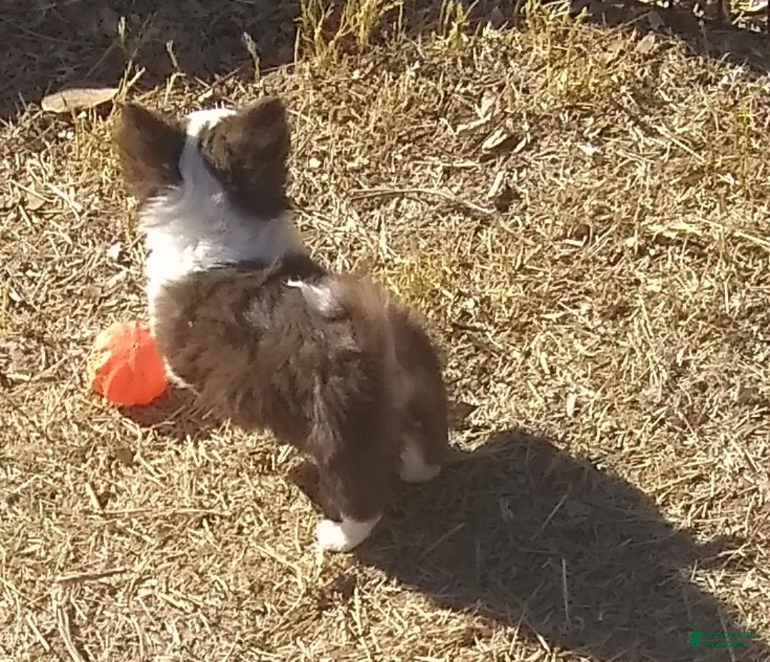 Chihuahua dogs for sale: Full AKC Adult  Russian Chihuahua Male  - Ad 14