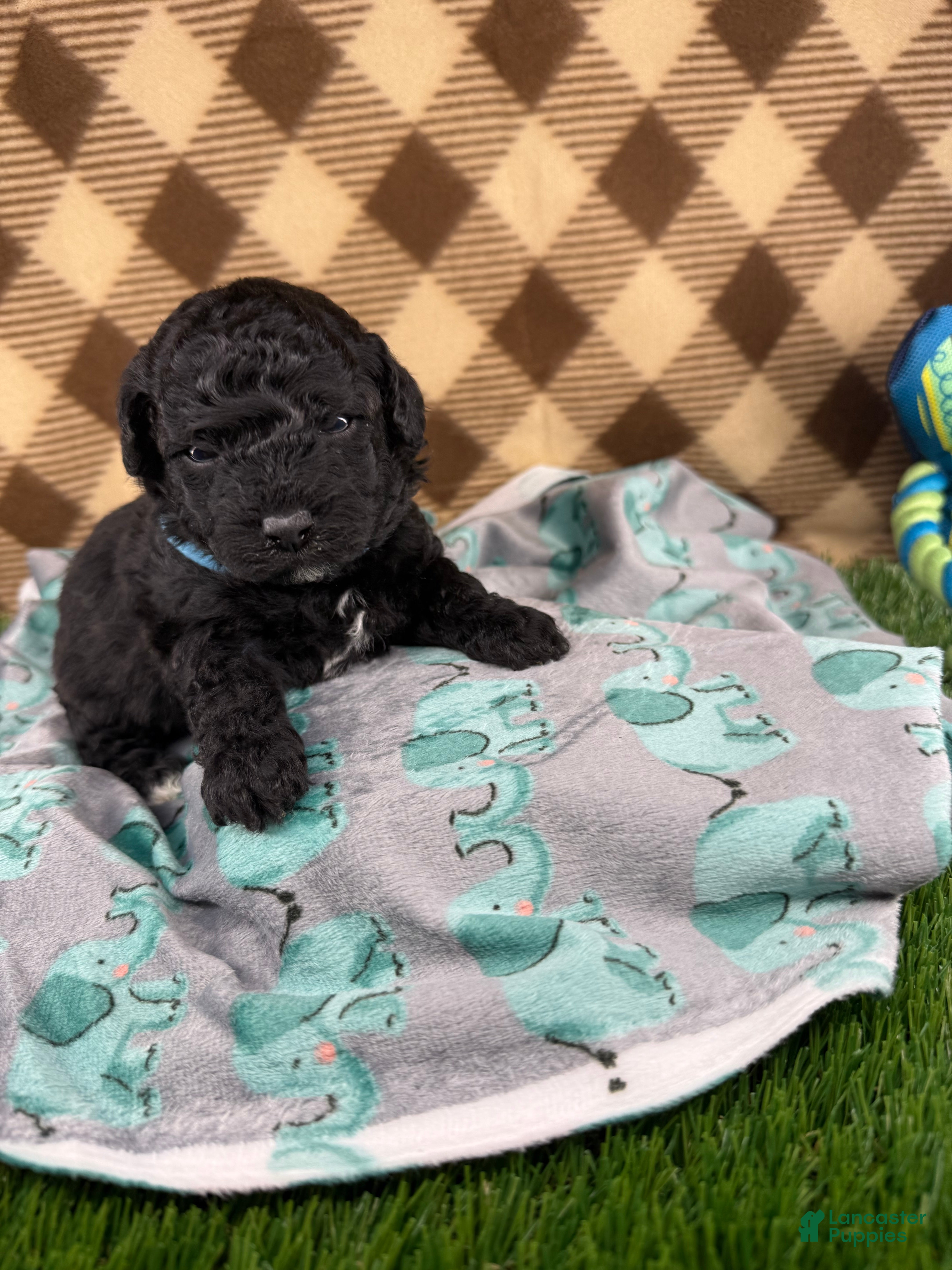 Toy Poodle dogs Duke - Ad 28