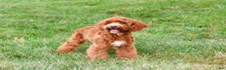 Cavapoo dogs for sale: Illius - Ad 4