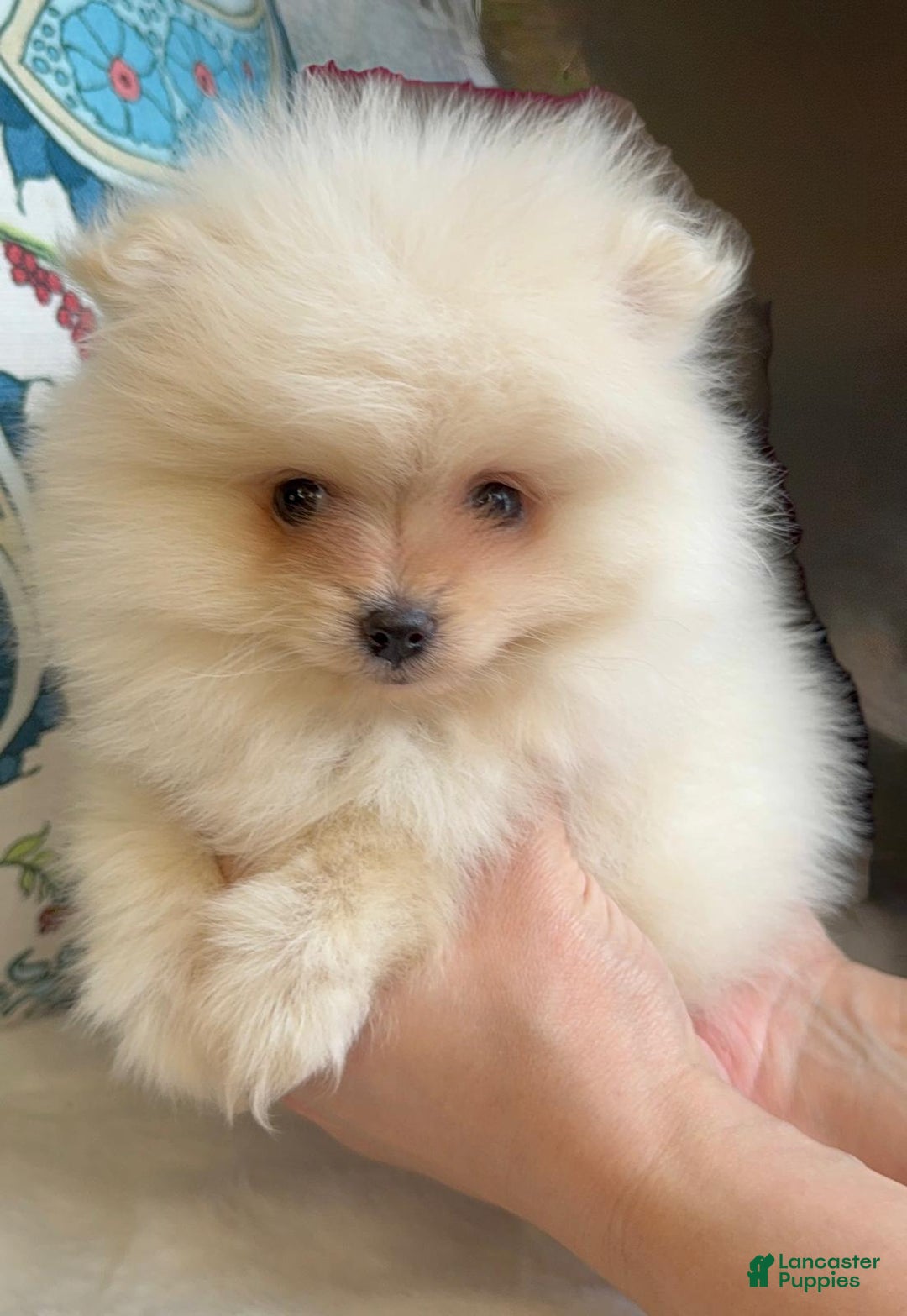 Pomeranian dogs for sale: Pomeranian Puppy Daisy - Ad 4