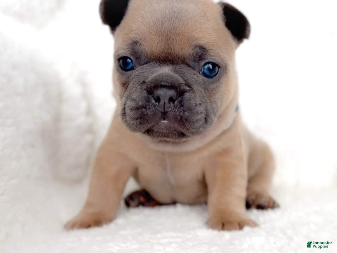 French Bulldog dogs for sale: Oreo - Ad 3