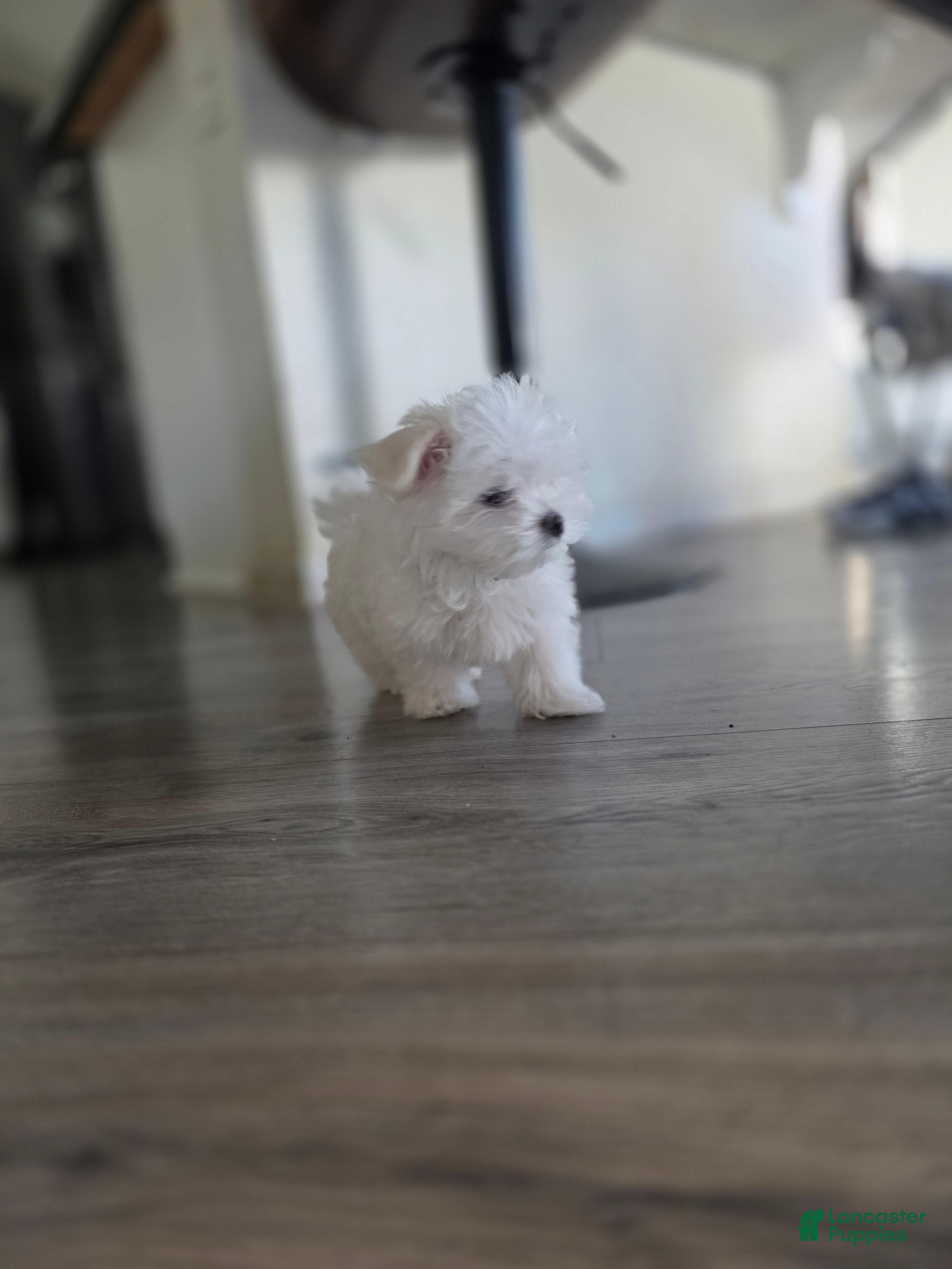 Maltese dogs 🐶 Exceptional Male Maltese Puppy – Smallest of the Litter - Ad 1