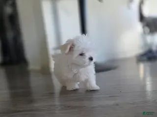Maltese dogs 🐶 Exceptional Male Maltese Puppy – Smallest of the Litter - Ad 1
