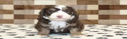 Mini Bernedoodle dogs for sale: Bingo - Ad 4