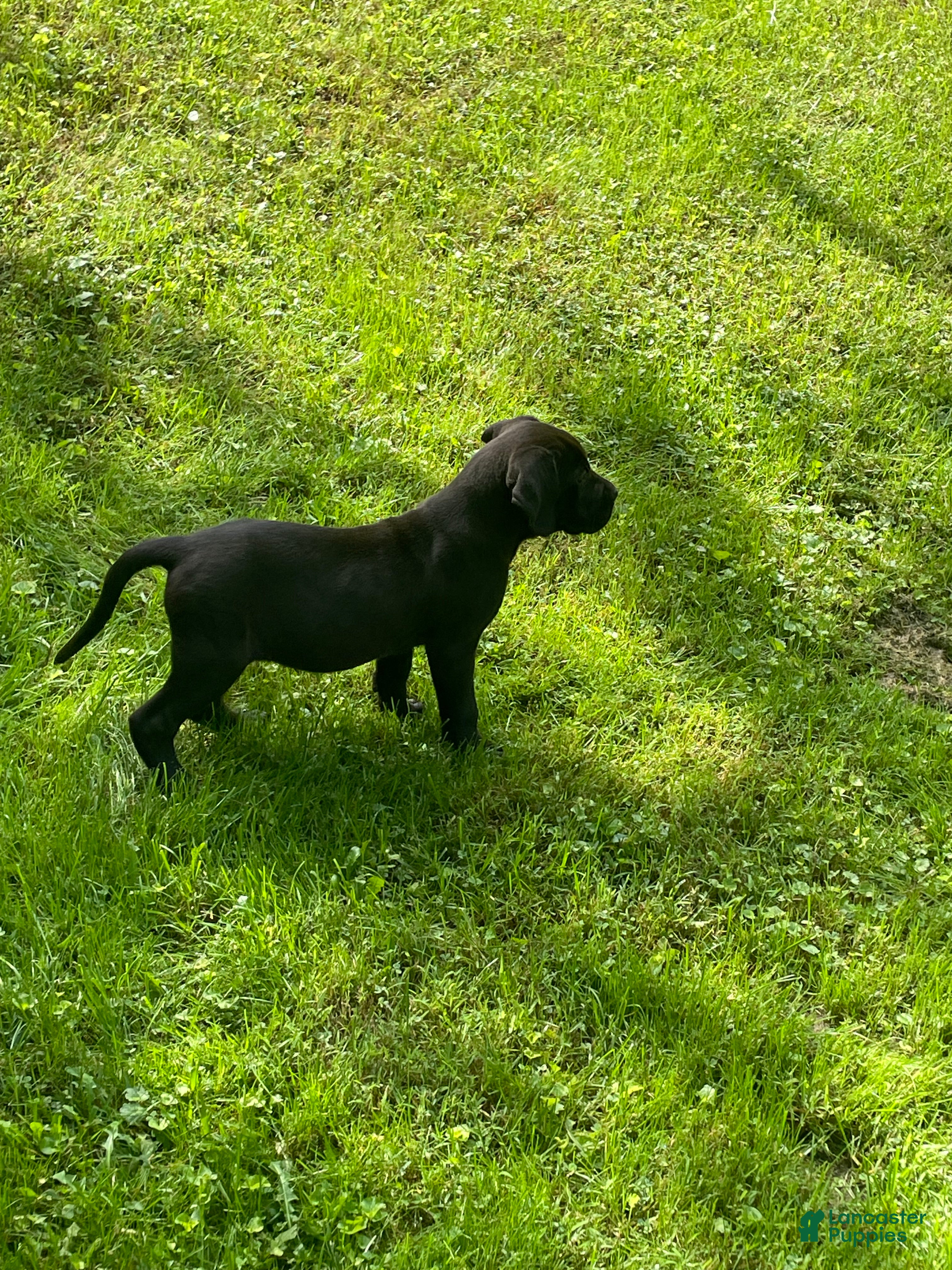Cane Corso dogs  Mila - Ad 34