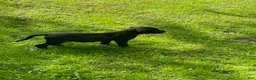 Cane Corso dogs for sale:  Mila - Ad 1