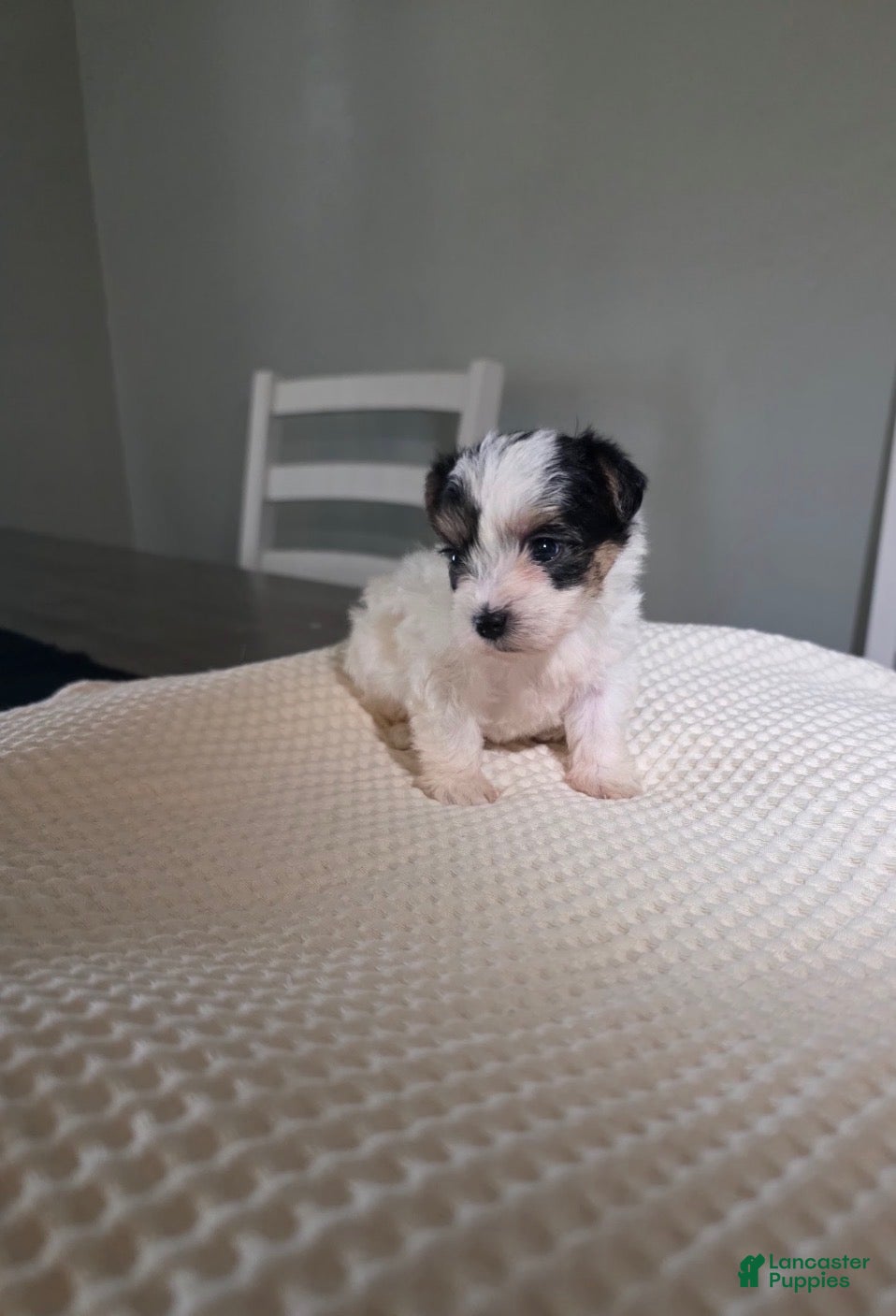 Mixed Breed dogs Blush - Ad 5
