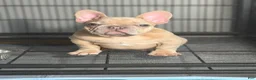 French Bulldog dogs for sale: French Bulldog 1 - Ad 6