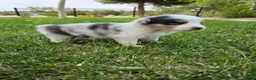 Australian Shepherd dogs for sale: Ziggy Blue Merle  - Ad 3