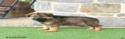 German Shepherd dogs for sale: Oscar - Ad 4