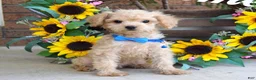 Toy Poodle dogs for sale: Preston - Ad 7