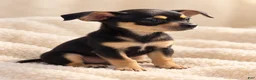 Chihuahua dogs for sale: Cici - Ad 2