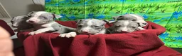 American Pit Bull Terrier dogs for sale: American Pit Bull Terrier Puppy 1 - Ad 9