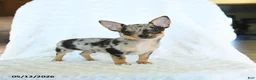 Chihuahua dogs for sale: Randy - Ad 1