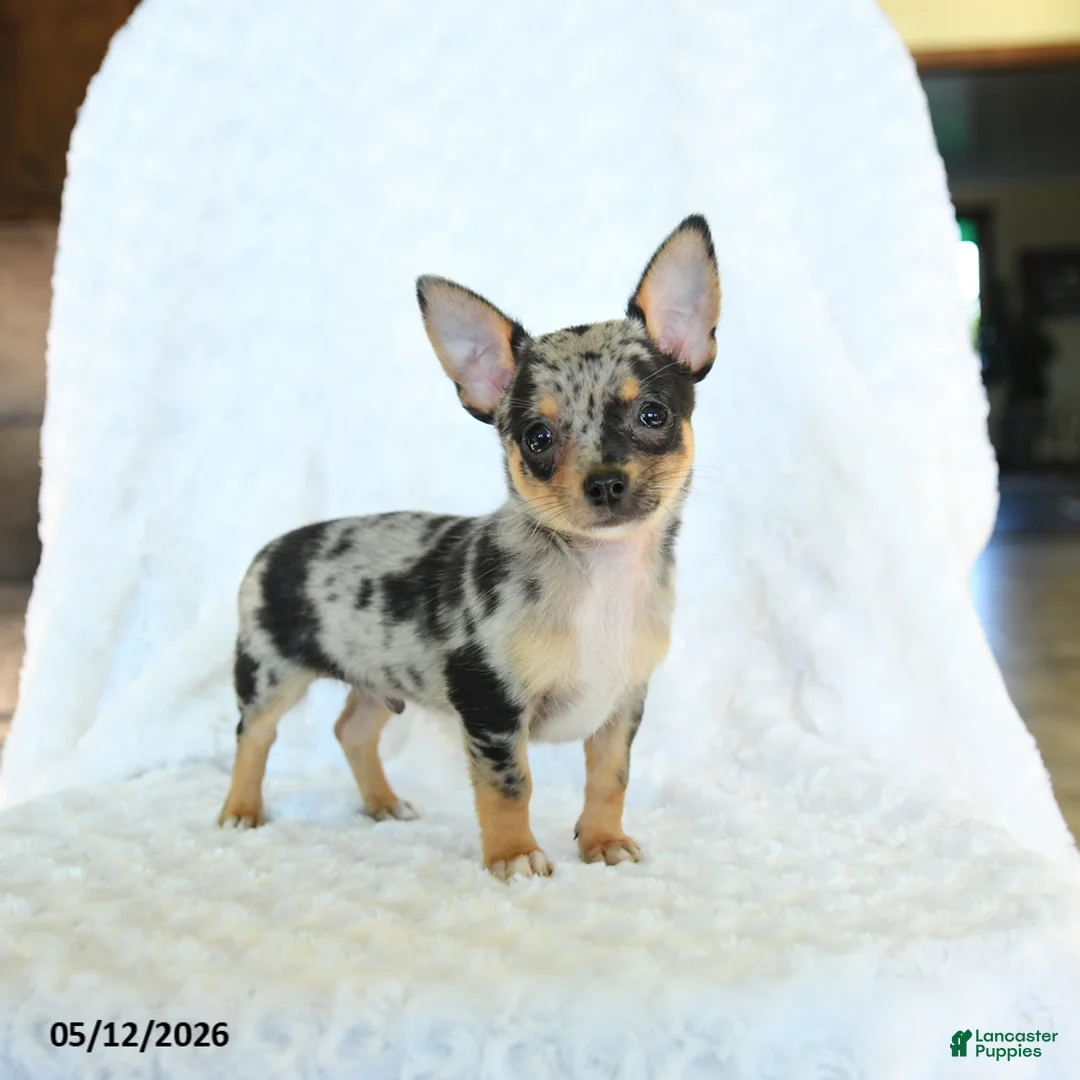 Chihuahua dogs for sale: Randy - Ad 1