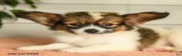 Papillon dogs for sale: Pierce - Ad 4