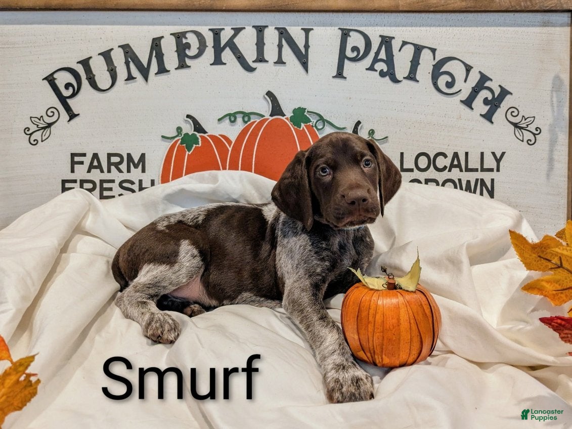 German Shorthaired Pointer dogs Smurf - Ad 2