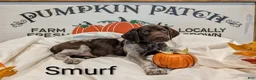 German Shorthaired Pointer dogs for sale: Smurf - Ad 2
