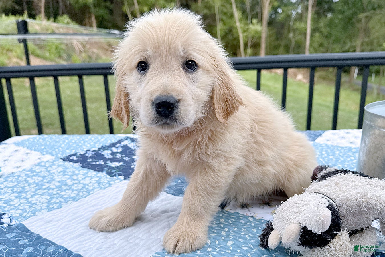 Golden Retriever dogs Patty - Ad 2