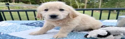 Golden Retriever dogs for sale: Patty - Ad 2