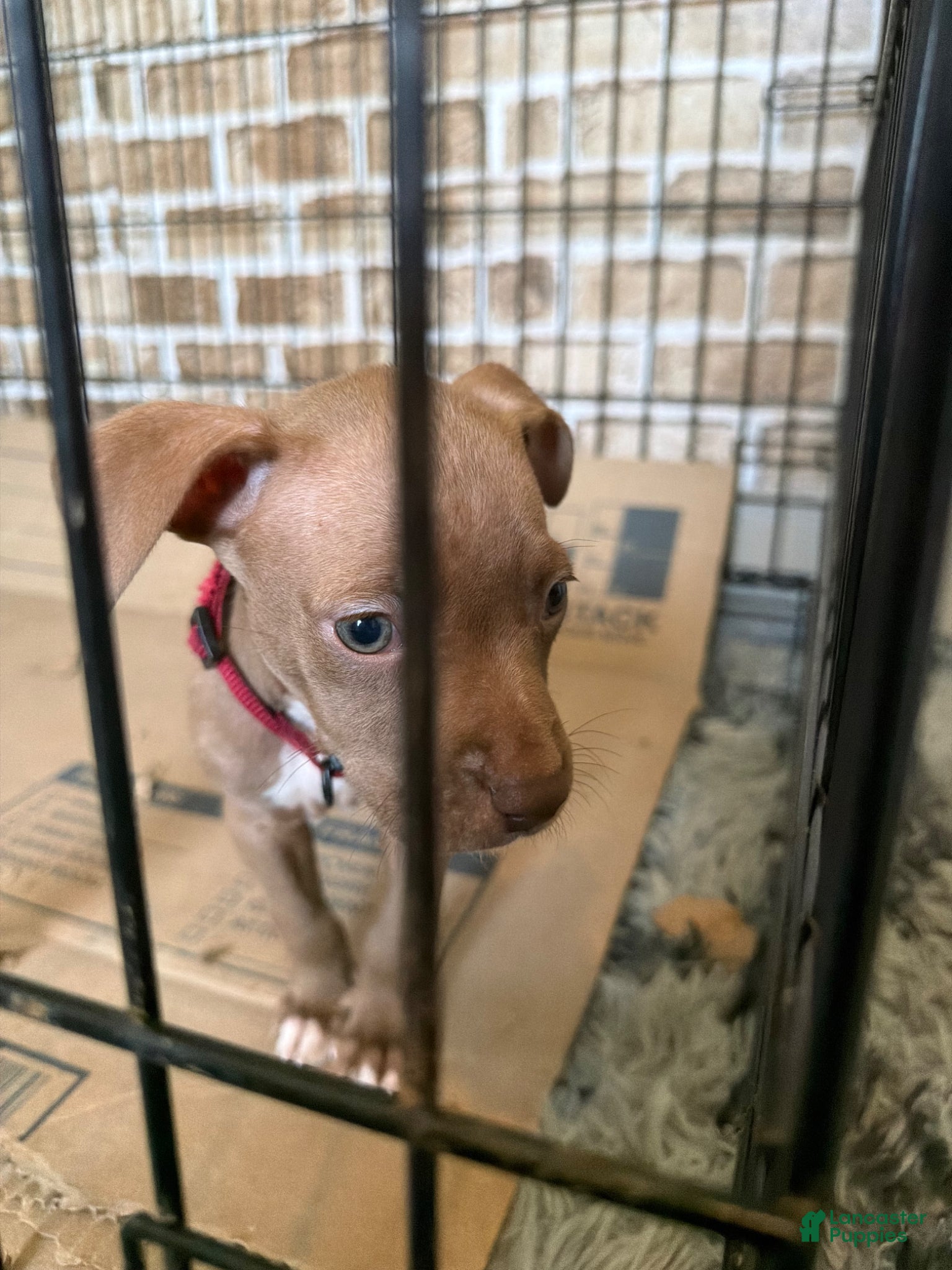 Mixed Breed dogs Mixed Breed Puppy 2 - Ad 27