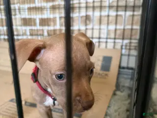 Mixed Breed dogs Mixed Breed Puppy 2 - Ad 27