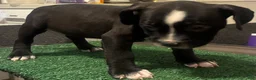 American Bully dogs for sale: American Bully 3 - Ad 8