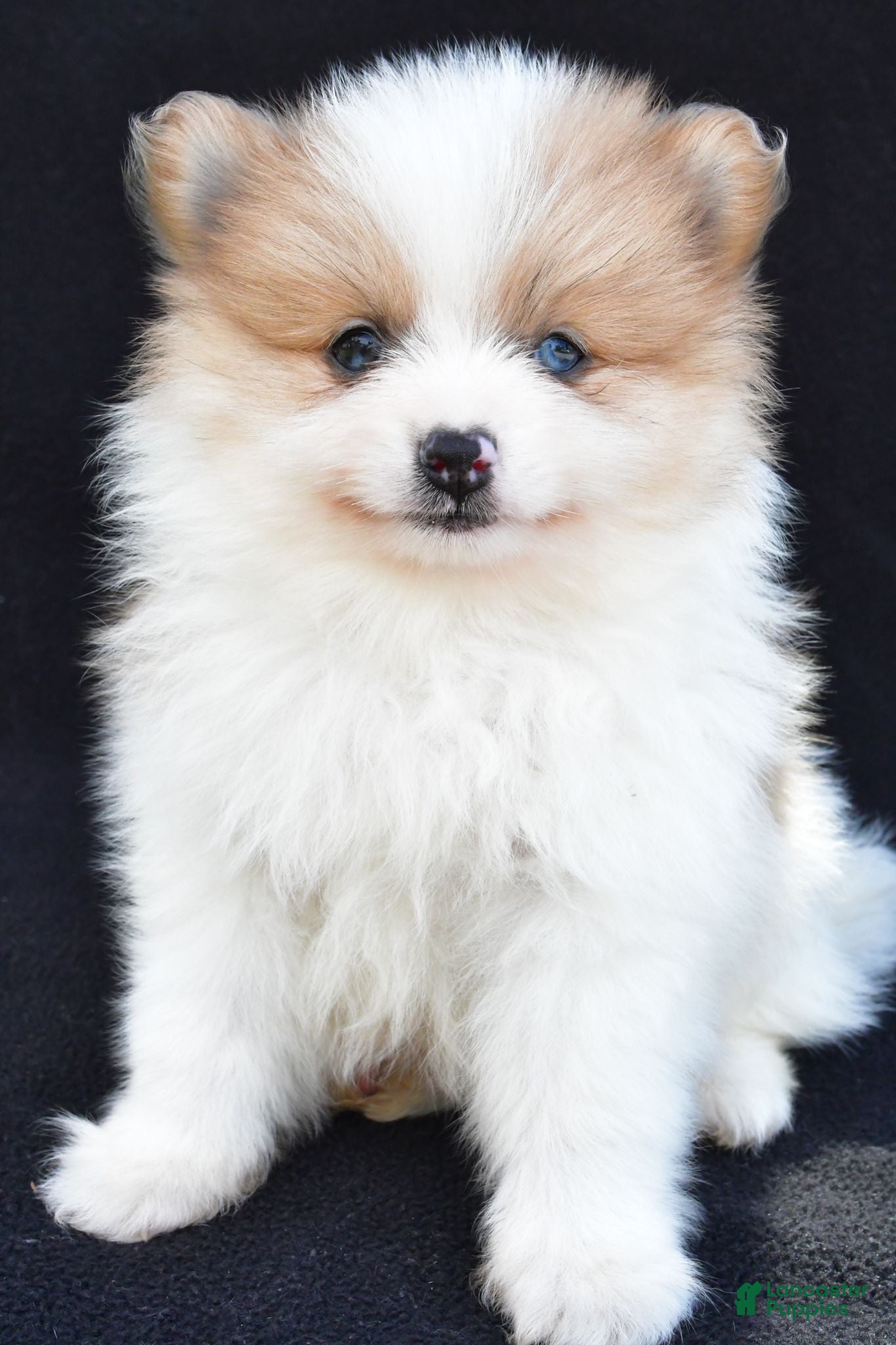 Pomeranian dogs Ollie - Ad 1