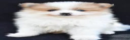 Pomeranian dogs for sale: Ollie - Ad 1
