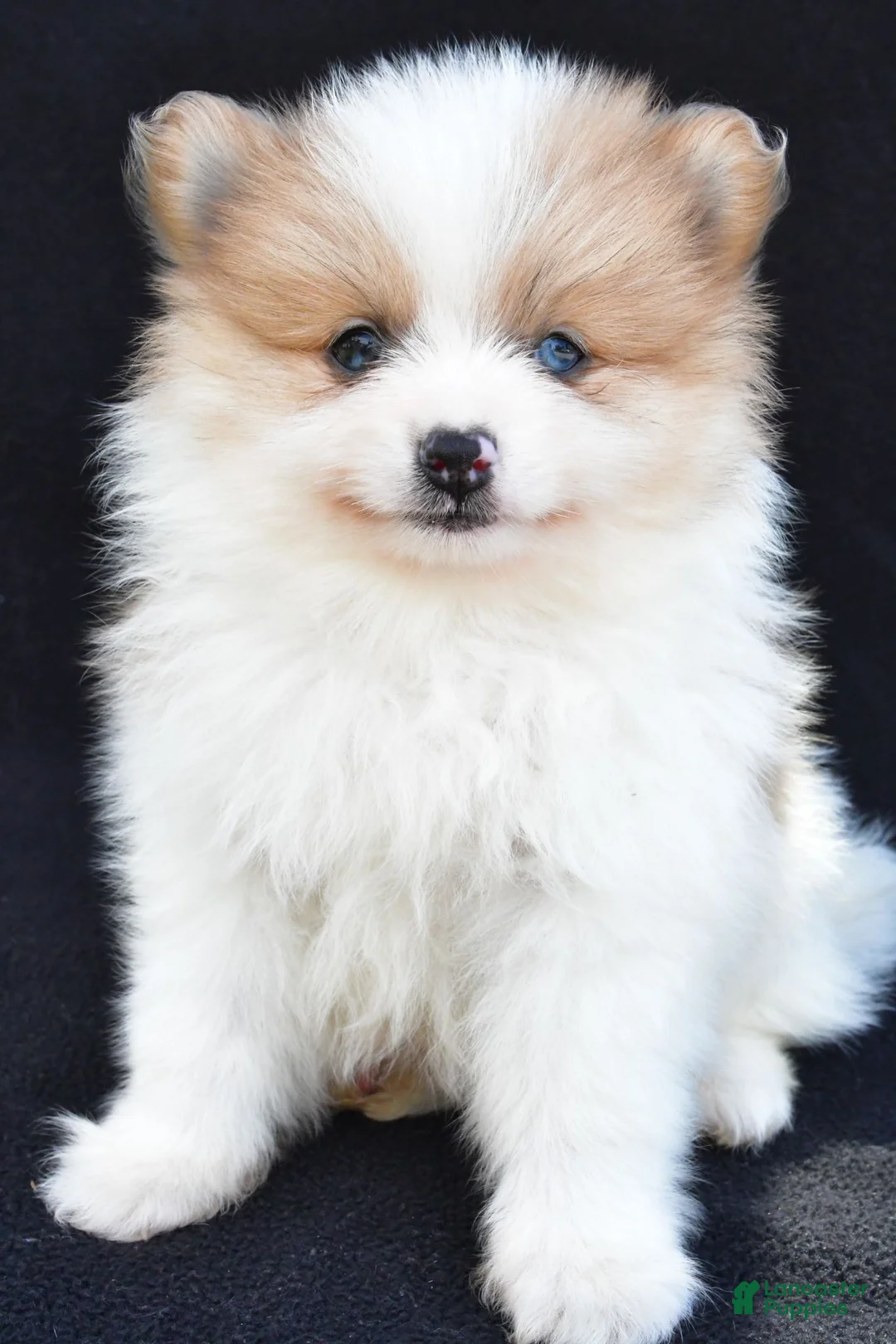 Pomeranian dogs for sale: Ollie - Ad 1
