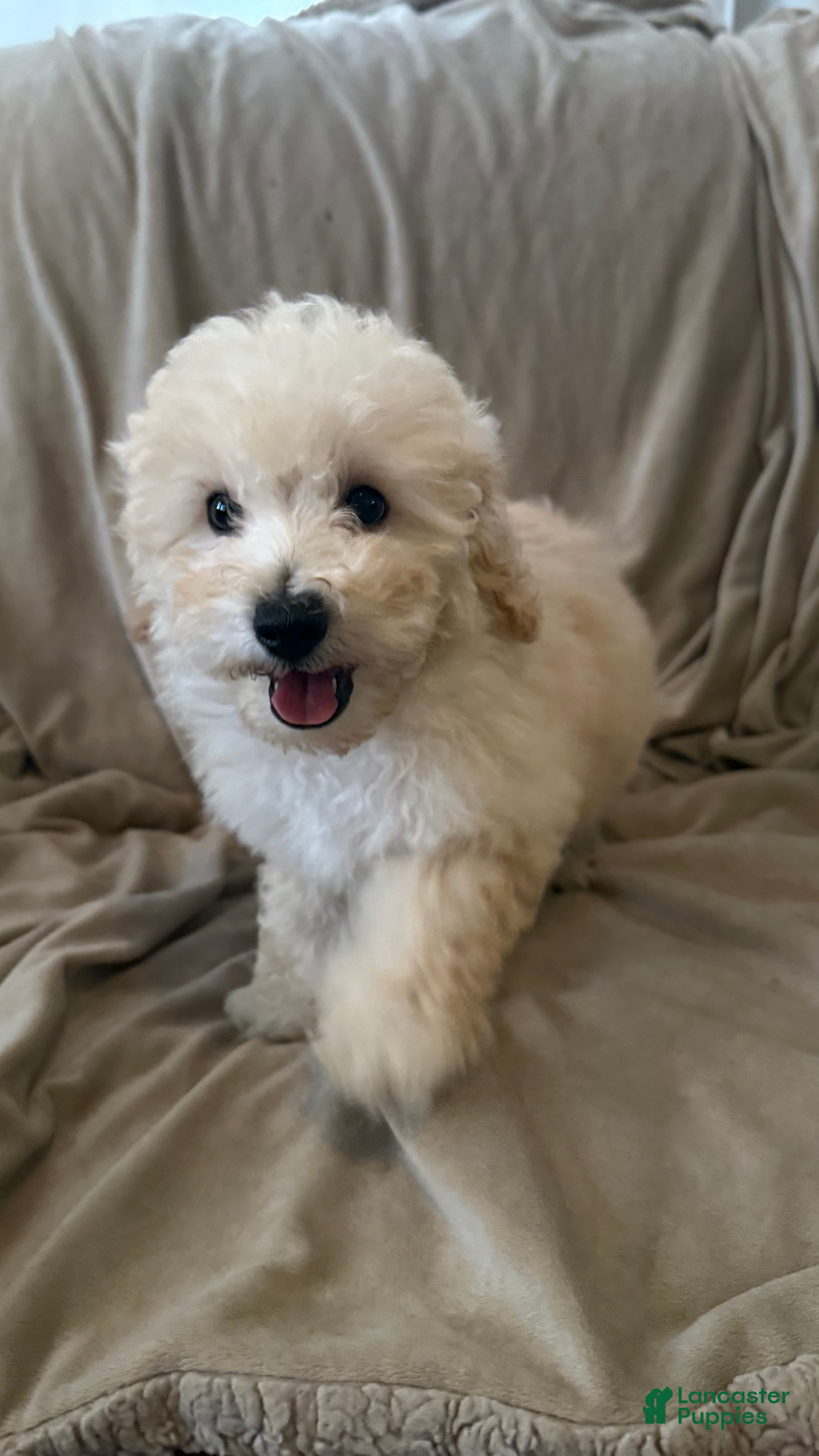 Mini Bernedoodle dogs for sale: Mini Bernedoodle 2 - Ad 2