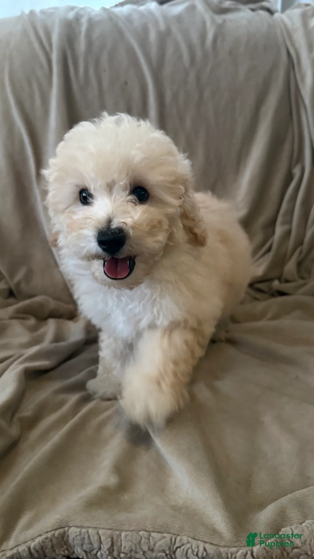 Mini Bernedoodle dogs for sale: Mini Bernedoodle 2 - Ad 1